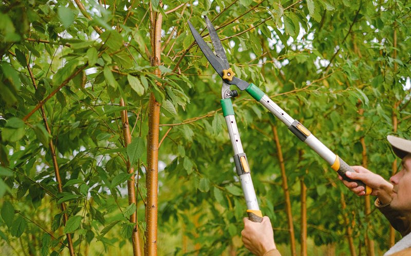 Tree trimming in Strawberry, AR