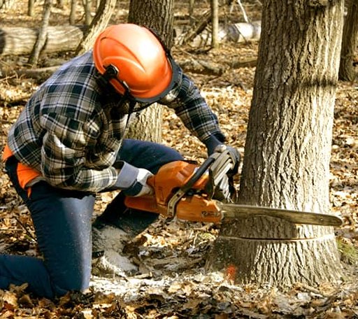 Tree Removal in Strawberry, AR